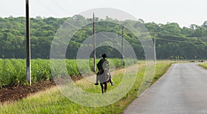 Cuba countryside province sugar cane field with Gaucho