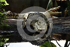 Cuba Crocodile