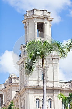Cuba, Havana City and palm tree