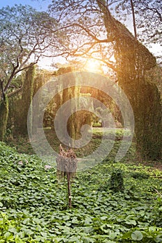 Cuba. Havana. City park ,landscape in sunny day