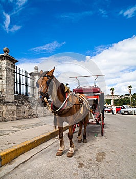 Cuba Havana horse drawn carriage photo