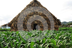 Cuba: Tabacco drying hut in Vinales