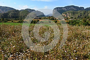 Cuba: The tabacco plantations in the region Vinales