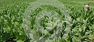 Tabak plantage Tabak produkte 