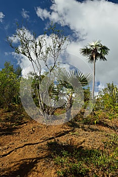 Cuba, Tourist trail into Pico Turquino tops.