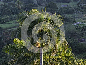 Cuba, Vinales, Palm Tree