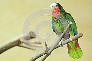 Cuban amazon