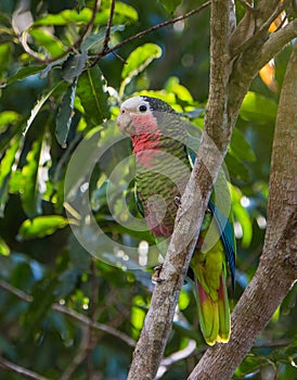 Cuban Amazon Parrot