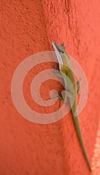 Cuban Anolis on red wall