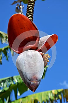 Cuban bananas - flower photo