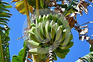 Cuban bananas photo
