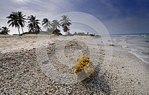 Cuban beach - Santa Maria del Mar