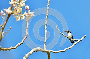 Cuban Bee Hummingbird (Mellisuga helenae)