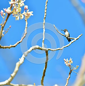 Cuban Bee Hummingbird (Mellisuga helenae)