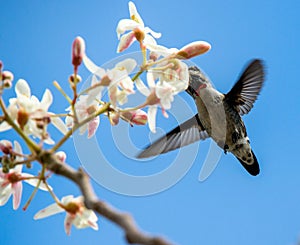 Cuban Bee Hummingbird (Mellisuga helenae) single adult male