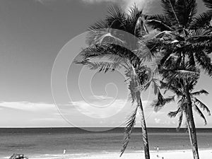 Cuban Black and White Ocean Photo with Palm Trees and Beach