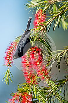 Cuban Blackbird (Ptiloxena atroviolacea). Cuban Blackbird Dives atroviolacea