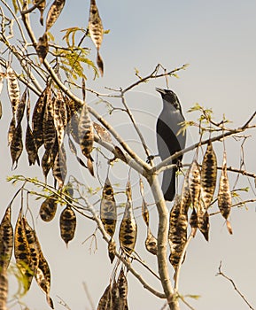 Cuban Blackbird with seeds