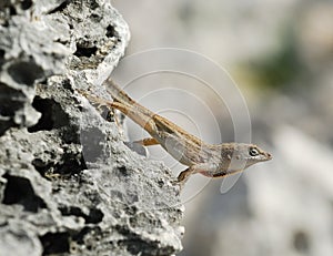 Cuban brown anole