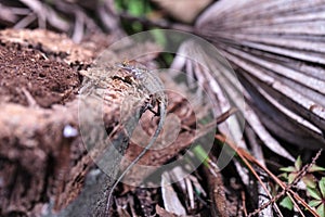 Cuban brown anole Anolis sagrei eats a wood termite with wings