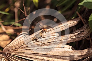 Cuban brown anole Anolis sagrei eats a wood termite with wings