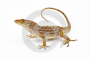 Cuban brown anole, Bahaman or De la Sagras anole - Anolis sagrei - side front view looking at camera. isolated on white background