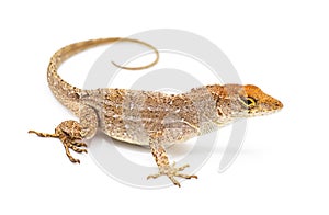 Cuban brown anole, Bahaman or De la Sagras anole - Anolis sagrei - side view looking at camera. isolated on white background,