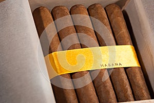 Cuban cigars in box