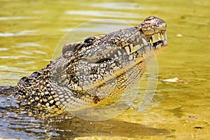 Cuban crocodile photo