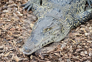 Cuban Crocodile closeup