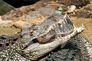 The Cuban crocodile - Crocodylus rhombifer.