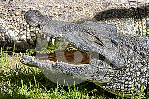 The Cuban crocodile Crocodylus rhombifer, small species of crocodile endemic to Cuba