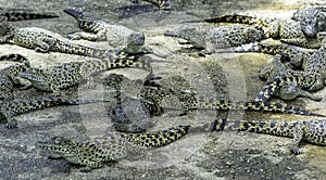 The Cuban crocodile Crocodylus Rhombifer is a small species of crocodile endemic to Cuba - Peninsula de Zapata National Park, Cu