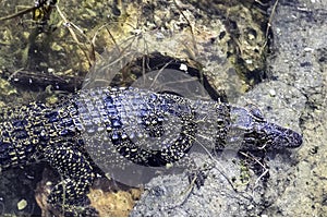 The Cuban crocodile Crocodylus Rhombifer is a small species of crocodile endemic to Cuba - Peninsula de Zapata National Park, Cu