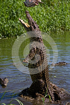 The Cuban crocodile jumps out of the water.