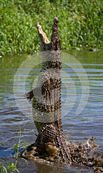 The Cuban crocodile jumps out of the water.