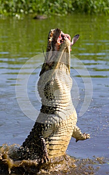 The Cuban crocodile jumps out of the water.