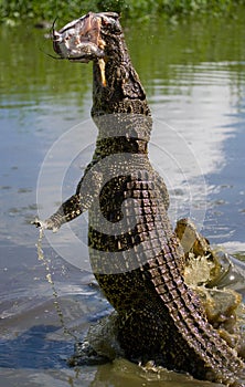 The Cuban crocodile jumps out of the water.