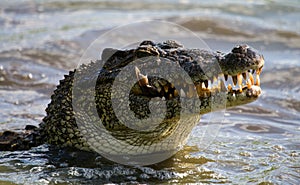 The Cuban crocodile jumps out of the water.