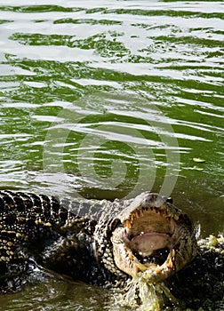 Cuban crocodile with open Mouth