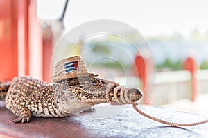 Cuban Crocodile - Zapata Swamp