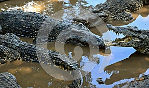 Cuban Crocodiles (crocodylus rhombifer)