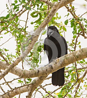 Cuban Crow on a tree