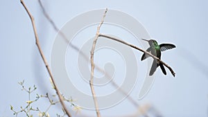 The Cuban Emerald (Chlorostilbon ricordii)