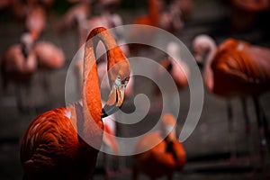 Cuban flamingo in its flock of other flamingos