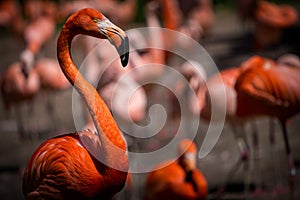 Cuban flamingo in its flock of other flamingos