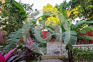 a cuban garden