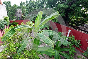 a cuban garden