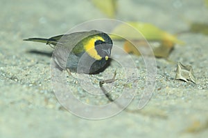 Cuban grassquit