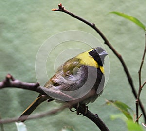 Cuban Grassquit tiaris canora photo